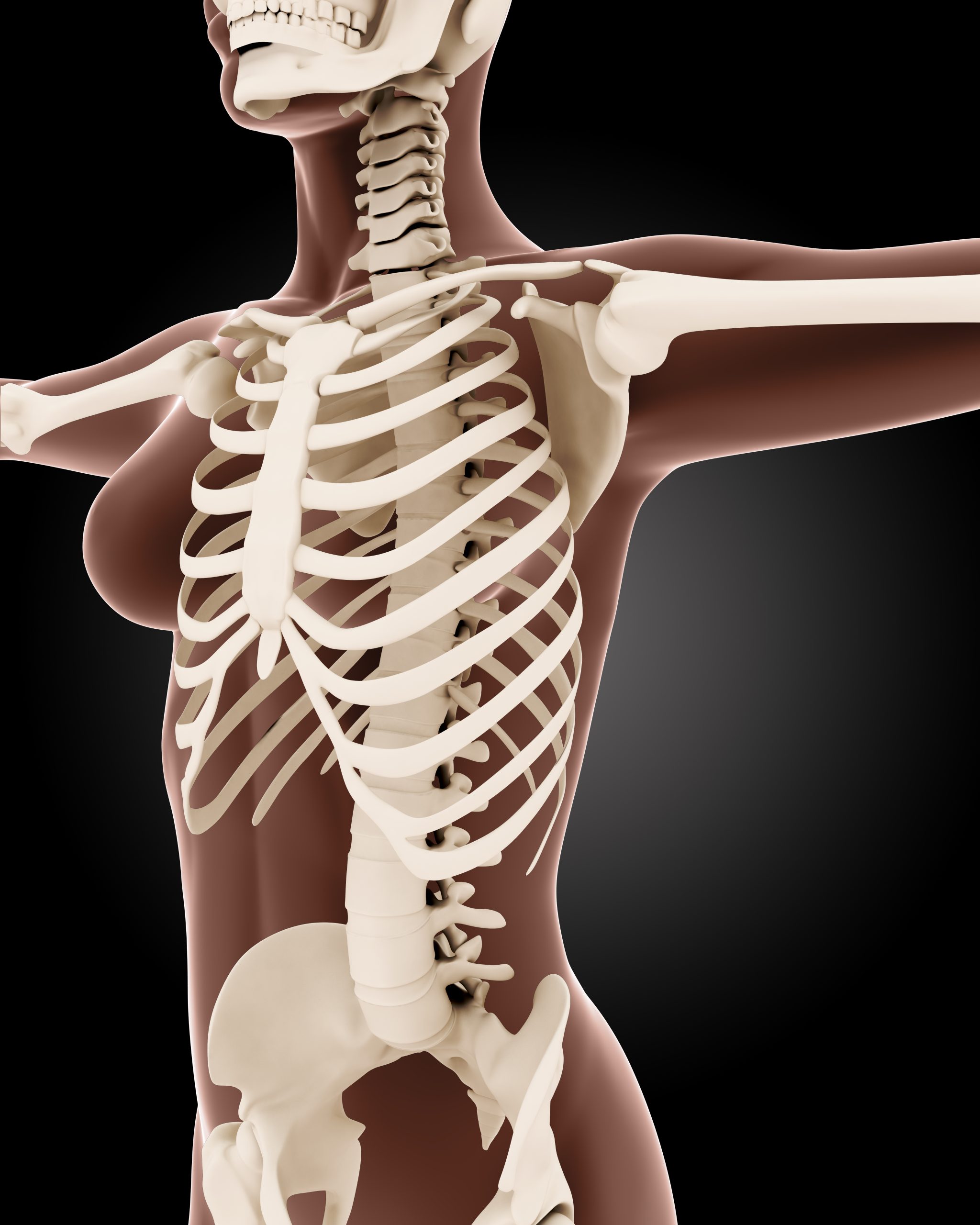3D render of a female medical skeleton